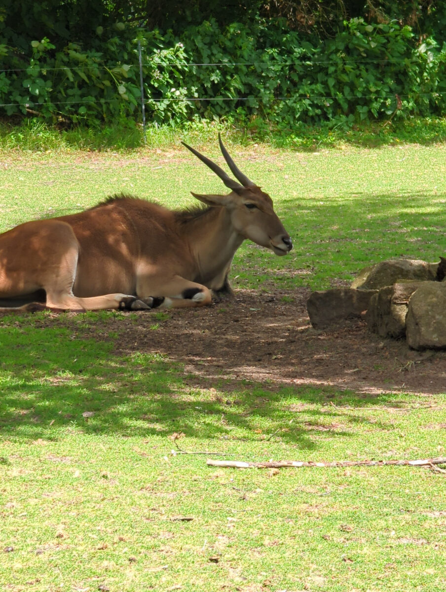 Glückliche Gesichter und bunte Farben: Kindertag im Tierpark Delitzsch
