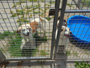 Hunde im Außenbereich