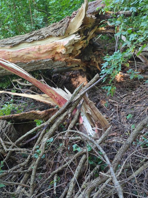 Nach Unwetter: Stadtwald und Stadtpark in Delitzsch gesperrt