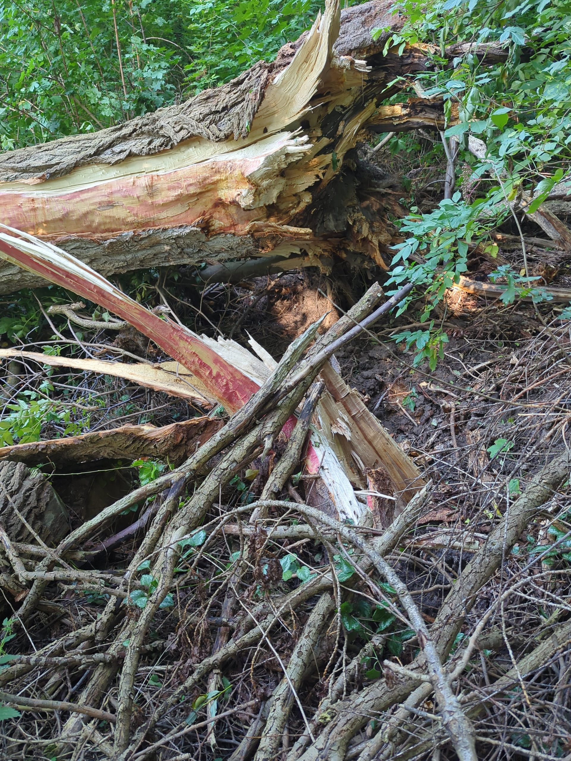 Nach Unwetter: Stadtwald und Stadtpark in Delitzsch gesperrt