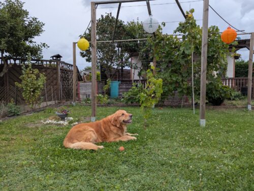 Golden Retriever Elvis im KGV Gute Hoffnung Der elf Jahre alte Golden Retriever Elvis liegt entspannt in einem Garten des KGV Gute Hoffnung