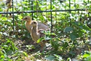 Tiergarten Delitzsch: Neuer Kalender, Pfauenküken und vier Zwergziegen