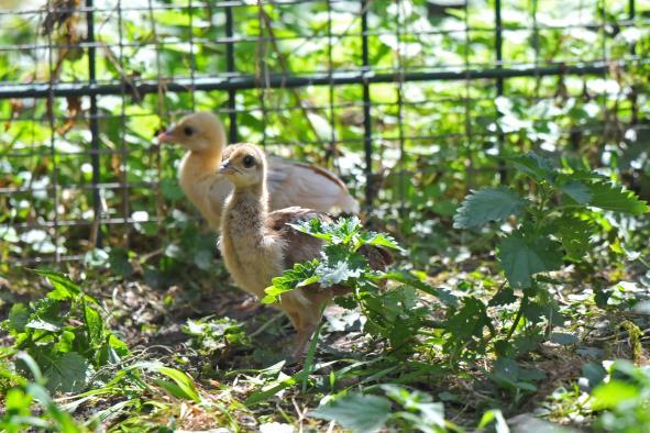 Zwei Pfauenküken in einer Voliere im Tiergarten Delitzsch.