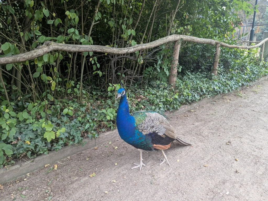 Pfauenhenne auf einem Weg im Tiergarten Delitzsch